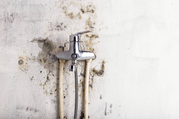 Best Office Mold Removal Services  in Williamston, NC