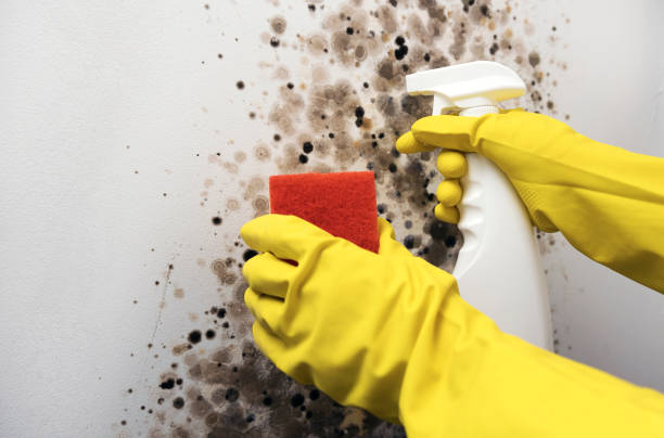 Best Same-Day Mold Removal  in Williamston, NC
